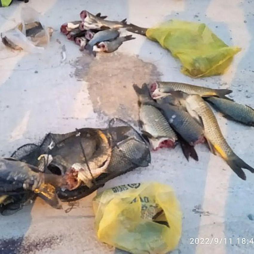 Artvin'de Kaçak Balıkçılığa Ceza Yağdı