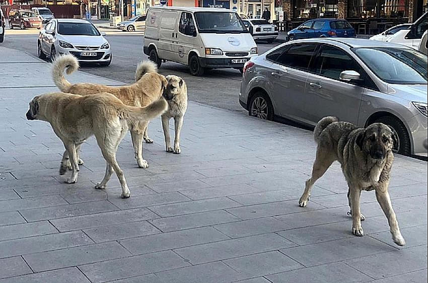 Arhavi’de sokak köpekleri tehlike saçıyor