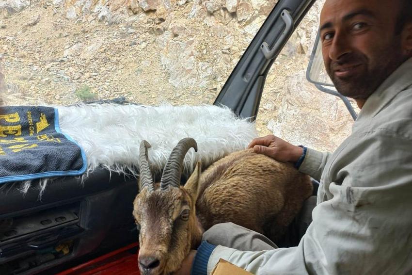 Yol kenarında bitkin halde bulduğu yaban keçisini Milli Park görevlilerine teslim etti