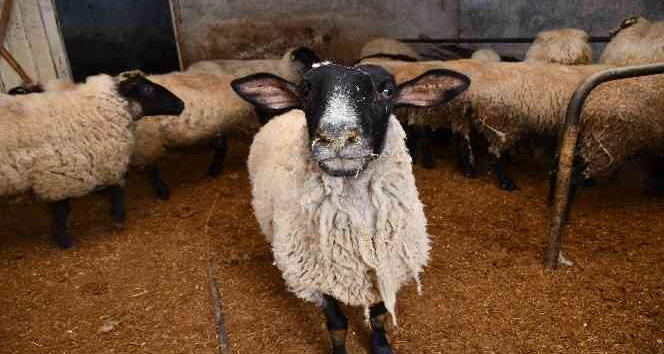 Artvin'de desteklenen yerel ırk koyunlar kuzulamaya başladı