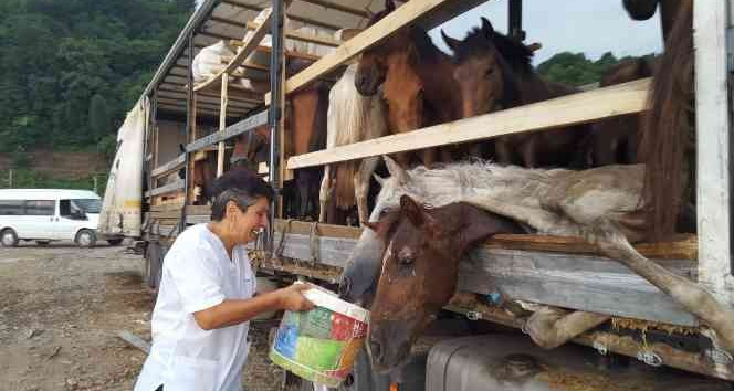 Hopa'da tır üzerinde ölüme terk edilen atlar için ünlü sanatçı Leman Sam konser vermeye hazırlanıyor