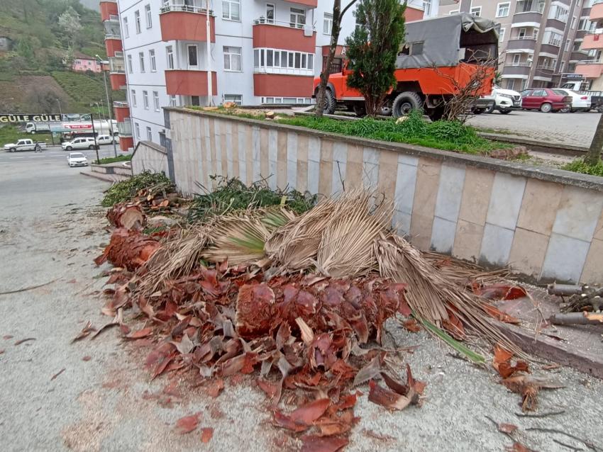 Manzarayı Kapattığı Gerekçesiyle Kesilen Palmiye Ağaçları Site Sakinlerini İsyan Ettirdi